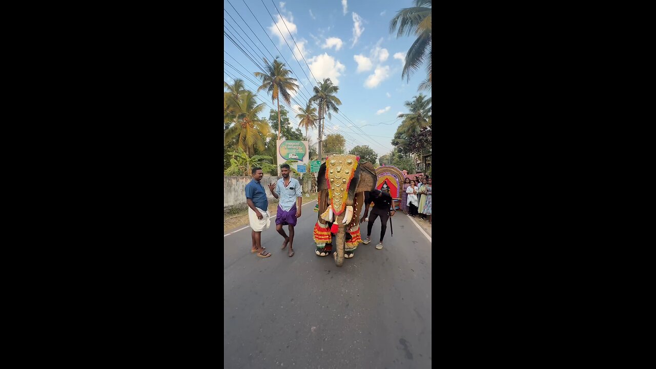 Elephant 🐘 dance