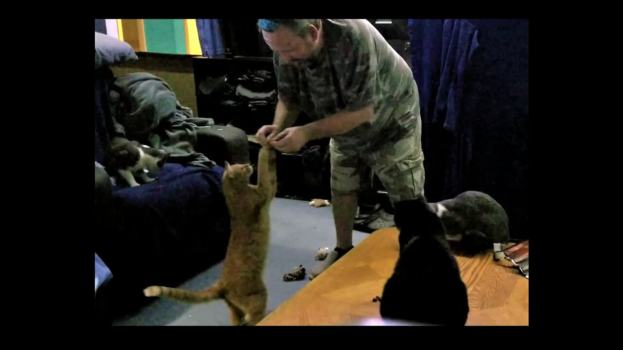 My cats love their jerky treats.😻🐈 うちの猫はジャーキーのおやつが大好きです😻🐈。 https://www.bensound.com