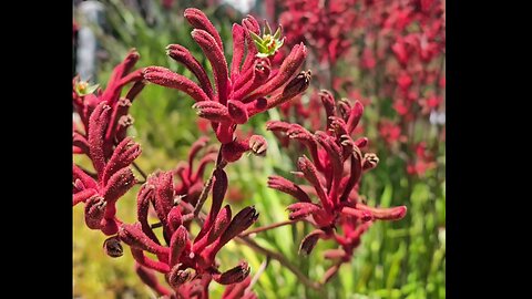 Some Beautiful Red Kangaroo Paws