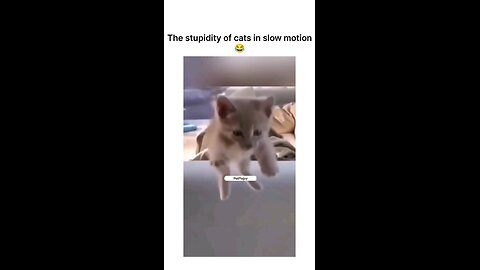 Feline stupidity in slow mo...