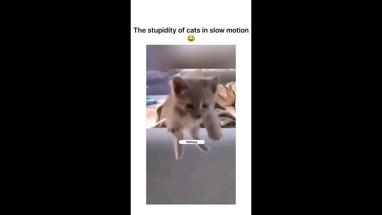 Feline stupidity in slow mo...