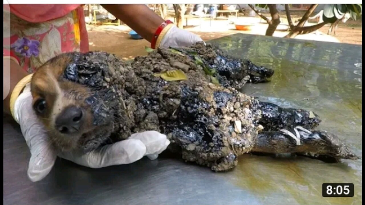 Covered in solid tar puppies trapped in their own bodies, only their eyes could move, rescued.