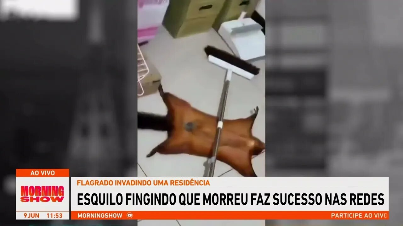 Esquilo se finge de morto em tentativa de escapar e viraliza nas redes