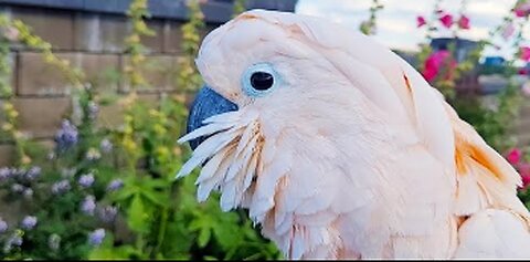 Parrot s Eye View of the Botanical Gardens! ☀️🐕