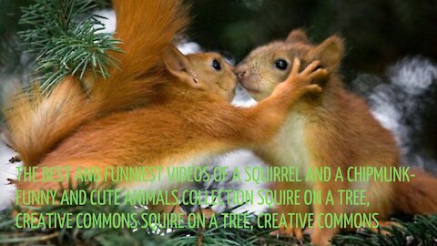 The best and funniest videos of a squirrel and a Chipmunk