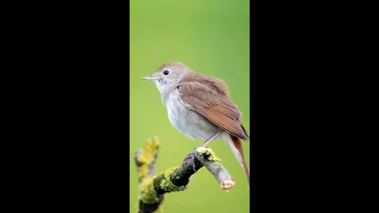 nightingale