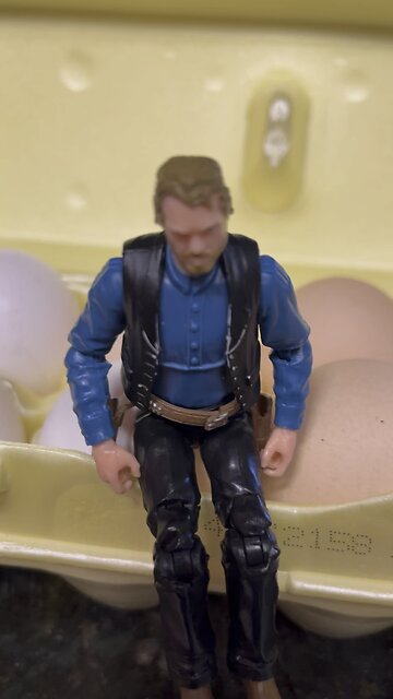 Nothing Like Free Range Eggs!