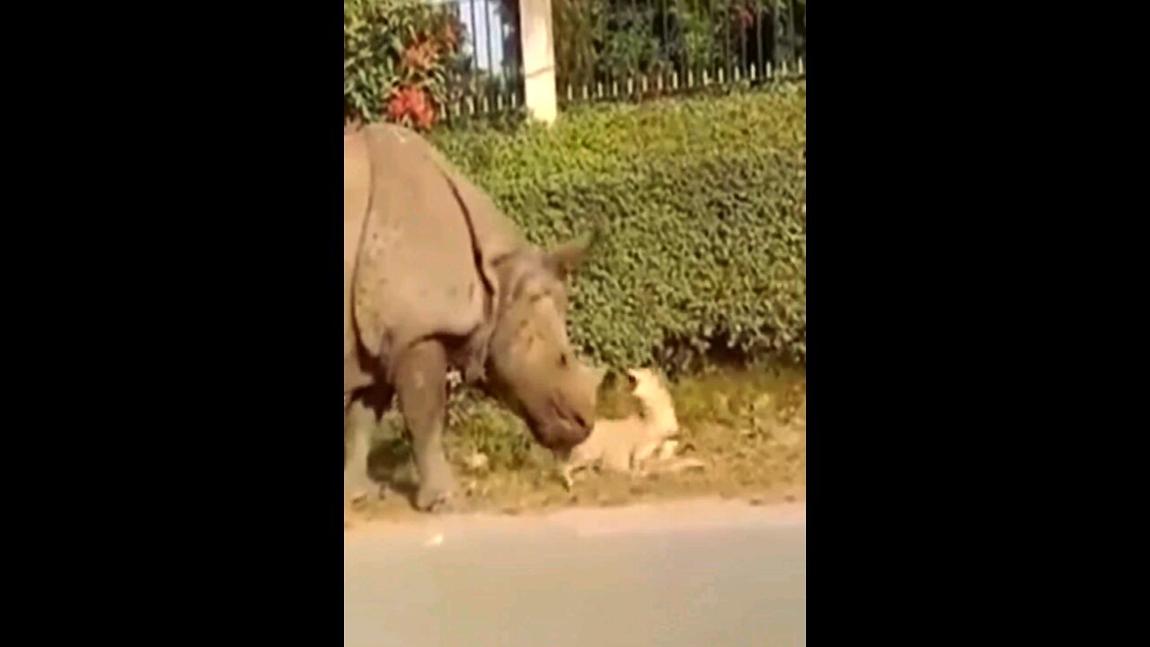 Nothing to see here just a Rhinoceros walking down the street.🦏💨🐕🤯😅