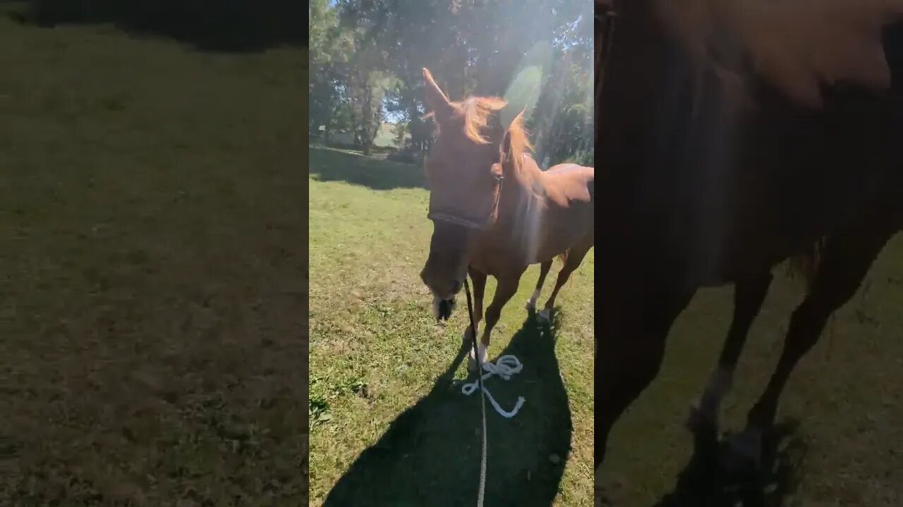 Horse Hobble Training Cajun 😲🐴