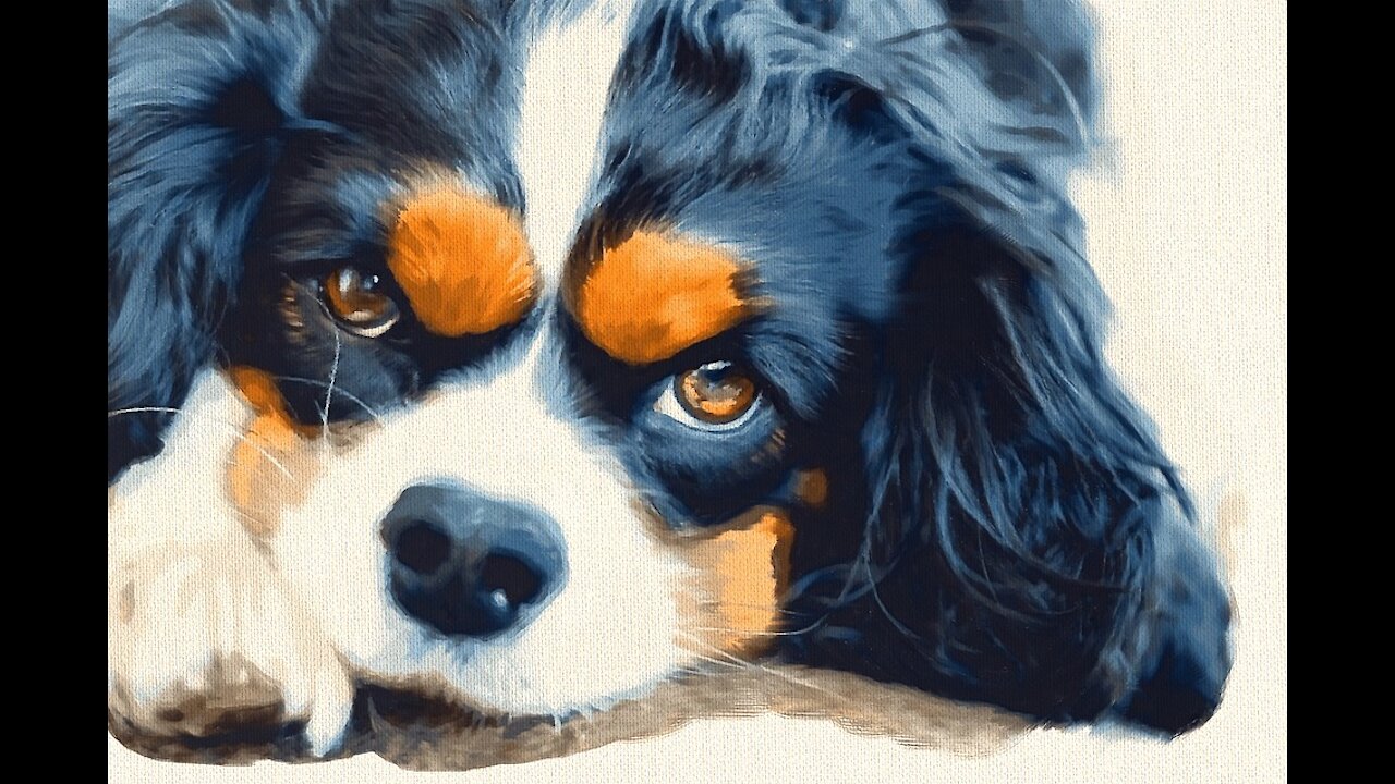 Pet canvas prints-Just to show them off