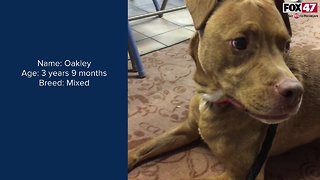 FOX Finder Pet Finder - Meet Oakley