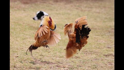 Chicken VS Dog Fight - Funny Dog Fight Videos