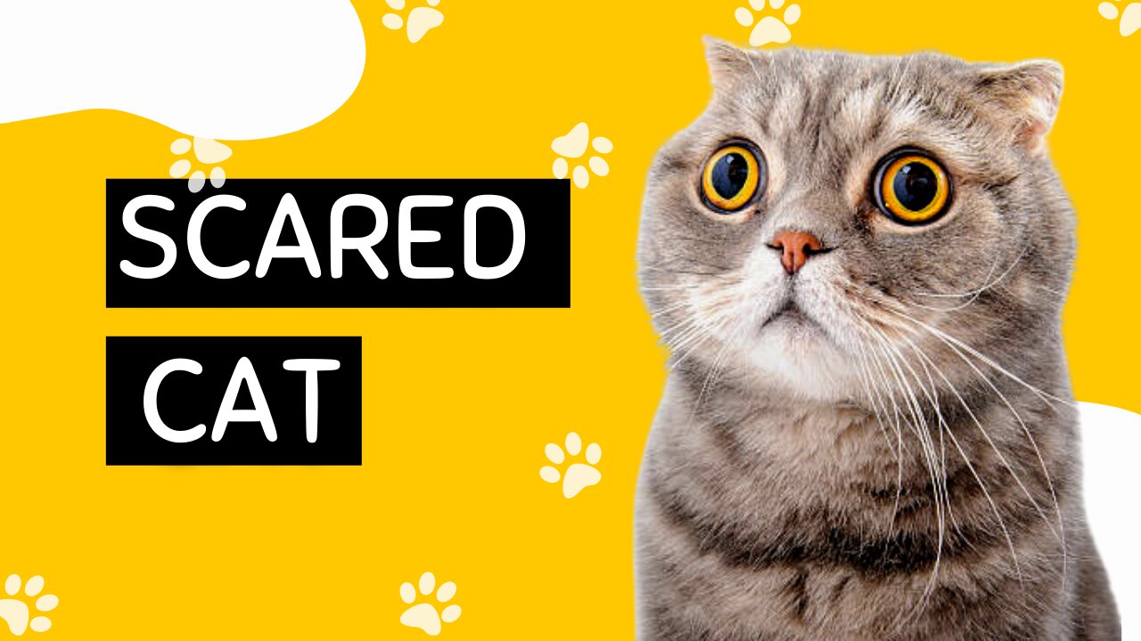 Cat scared with the Mask