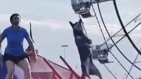 Funny animals 😄
