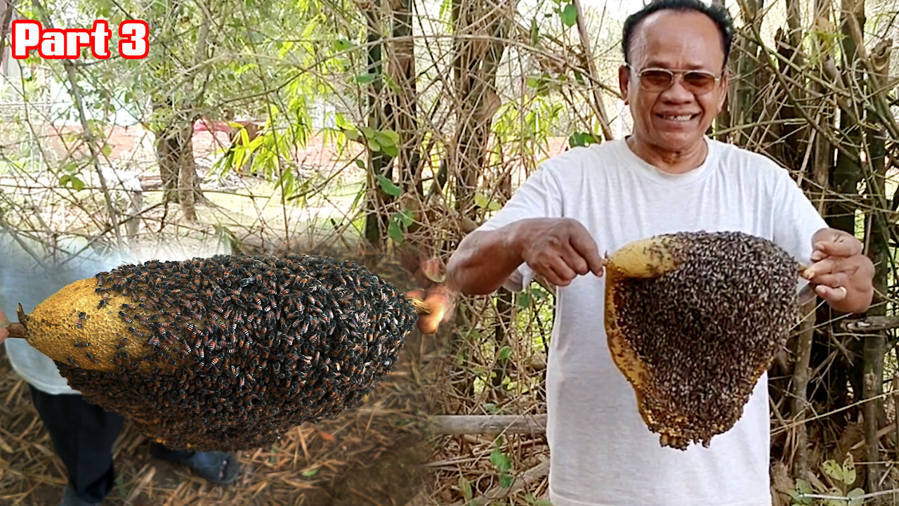 Swarm Of Bees | What To Do After Catching A Swarm Of Bees Part 3