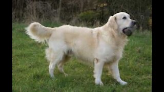 Cão mergulha de cabeça em rio Australiano