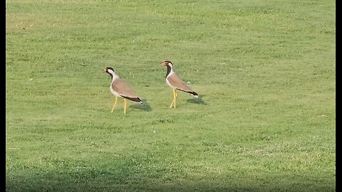 Beautiful birds and the most beautiful voice