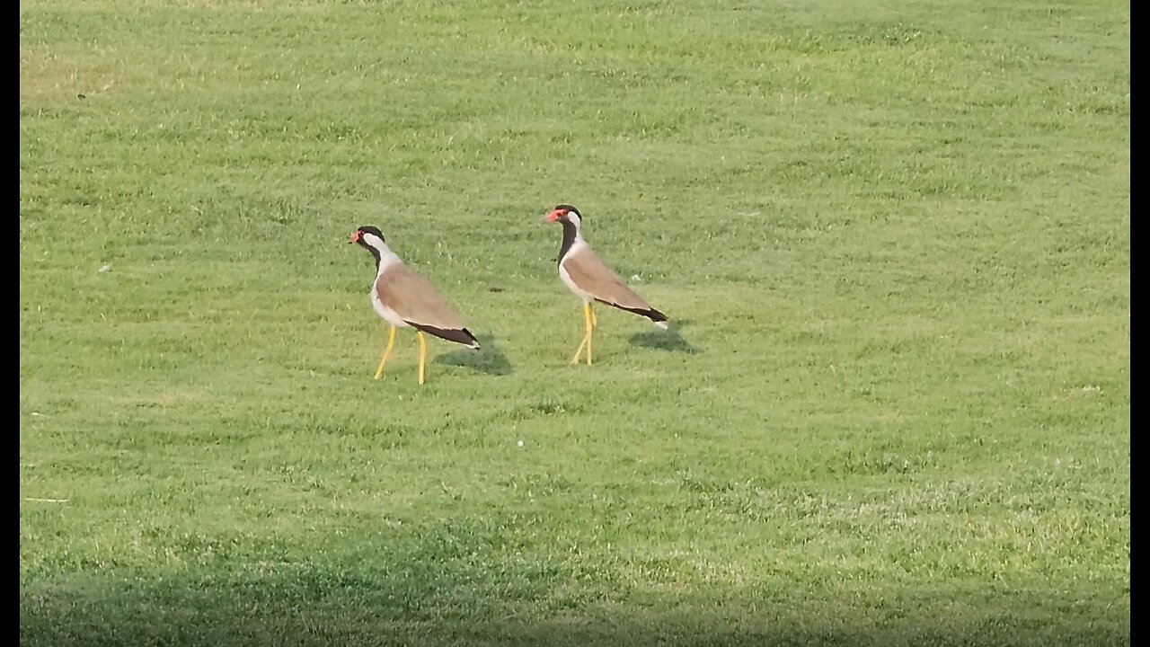 Beautiful birds and the most beautiful voice