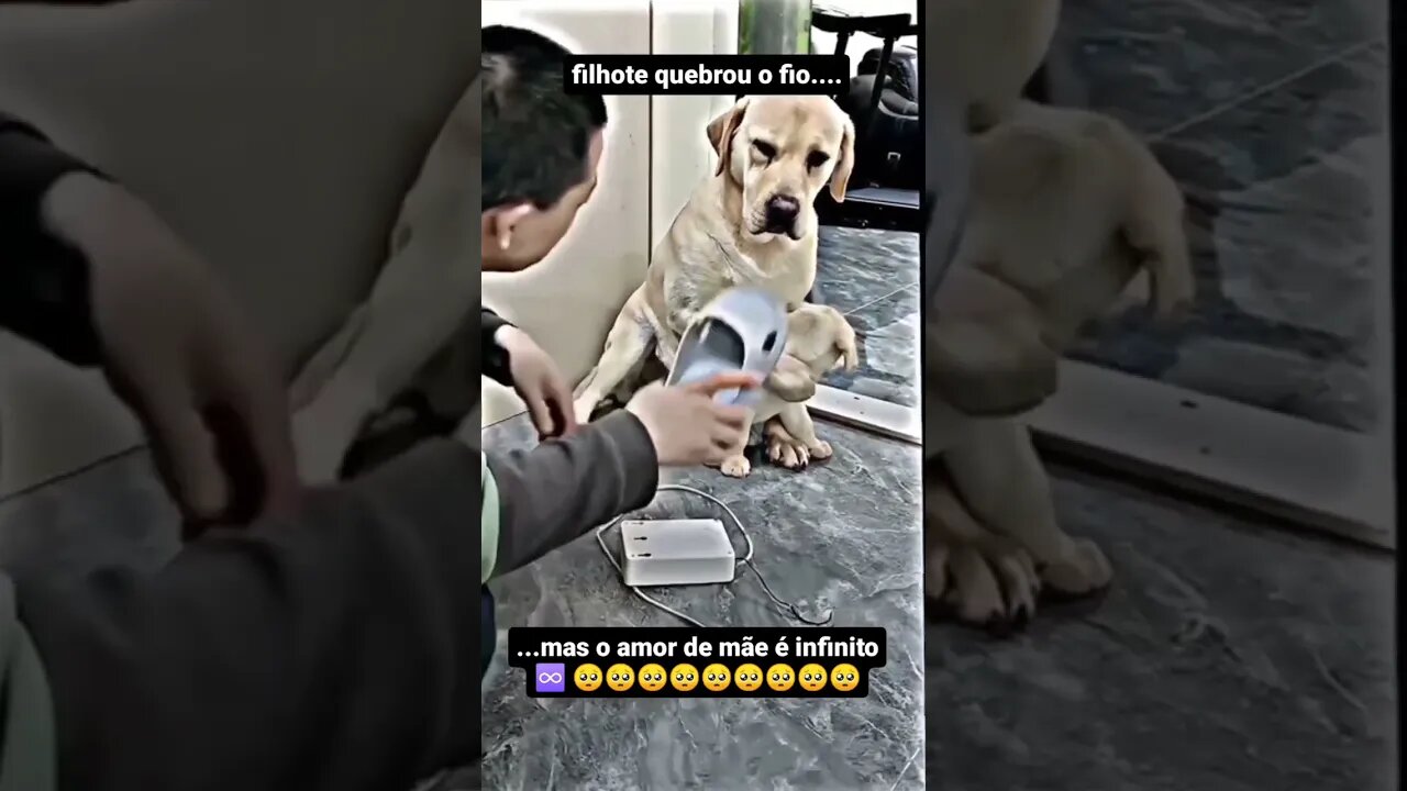 Reflexão se um animal tem essa noção, porque muitos homens não tem?