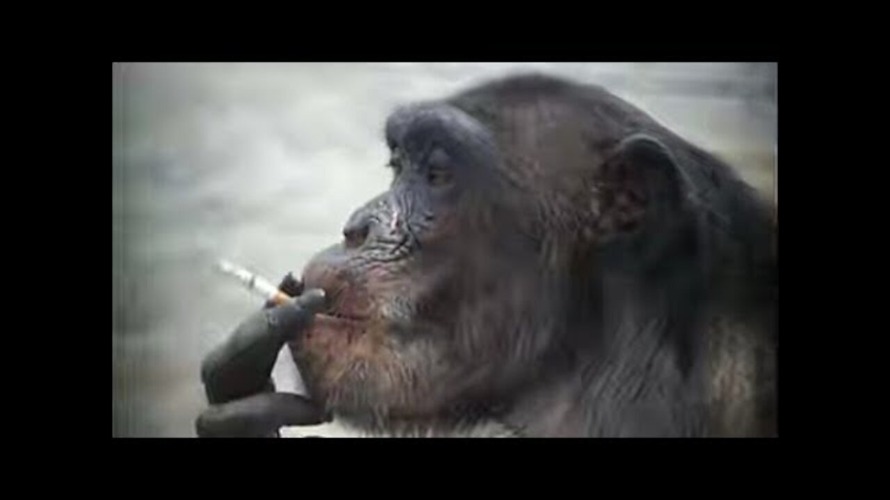 Smoking Monkey. LOOK AT THAT!!!