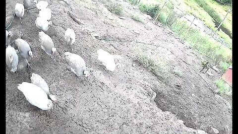 Keets joining older Guinea fowl flock