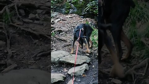 I'm not use to these types of trails but it was still fun! #hiking #shenandoahvalley #waterfall