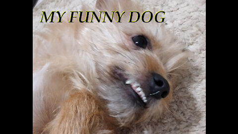 MY FUNNY DOG (Daphne)