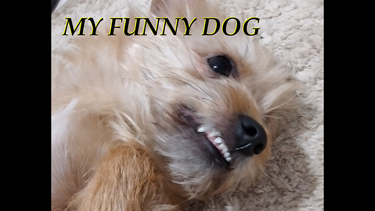 MY FUNNY DOG (Daphne)