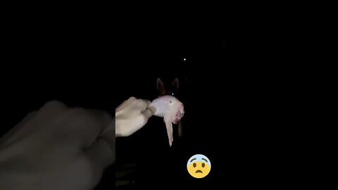 Alimentando Lobo á Noite #shorts