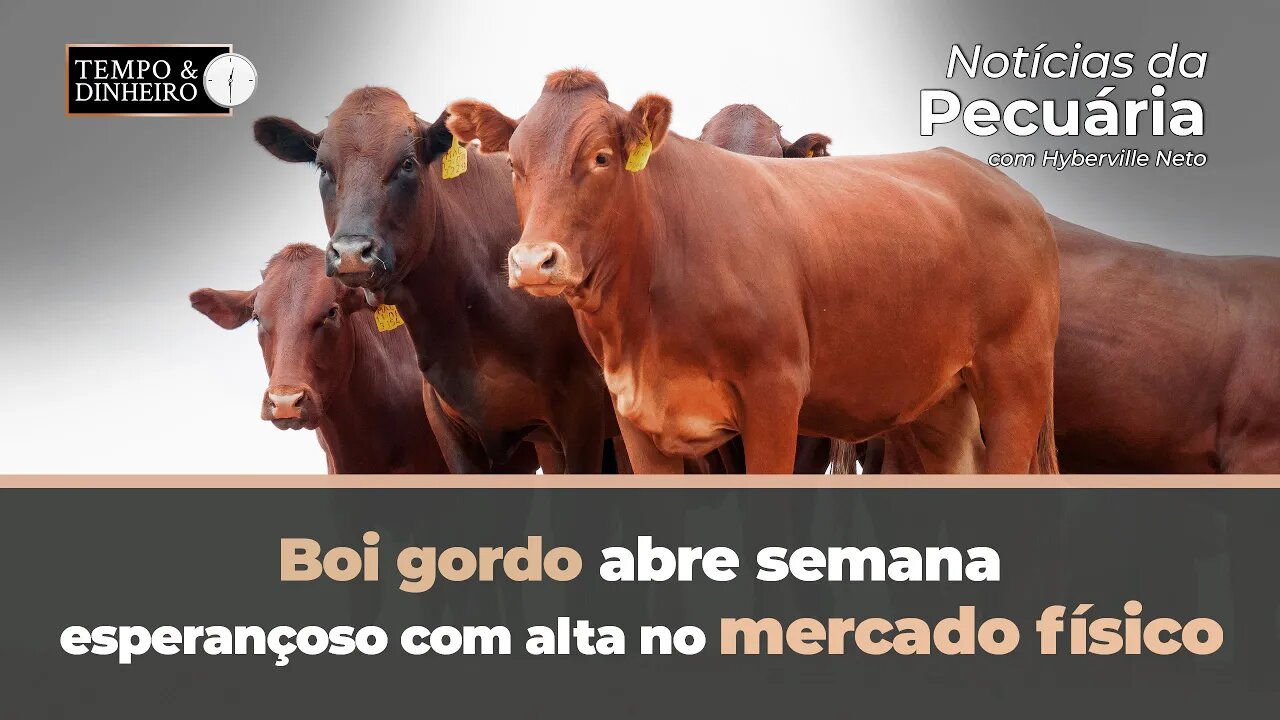 Boi gordo abre semana esperançoso com alta no mercado físico de olho nas exportações.