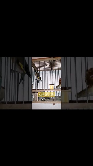 طائر أم قنين أو الحسون المغرد روعة