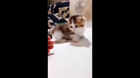 Lovely And cute Kitten