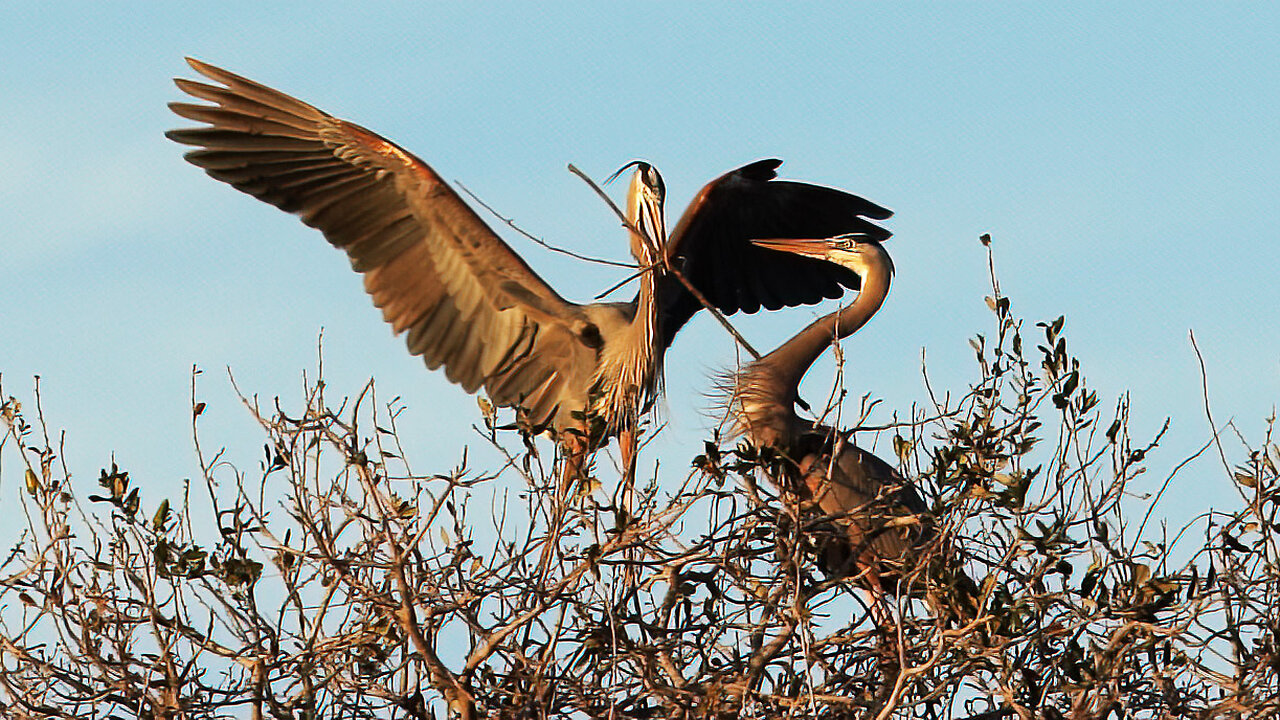 Great Blue Heron Returns with Nesting Material