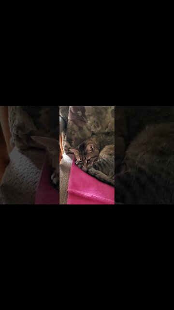 saying hi to the little cat