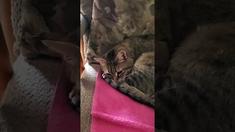 saying hi to the little cat