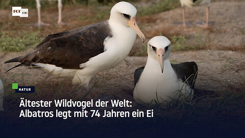 Ältester Wildvogel der Welt: Albatros legt mit 74 Jahren ein Ei