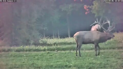 PA Elk Camera 2 Huge Elk Male herds the Gang 9.5.23