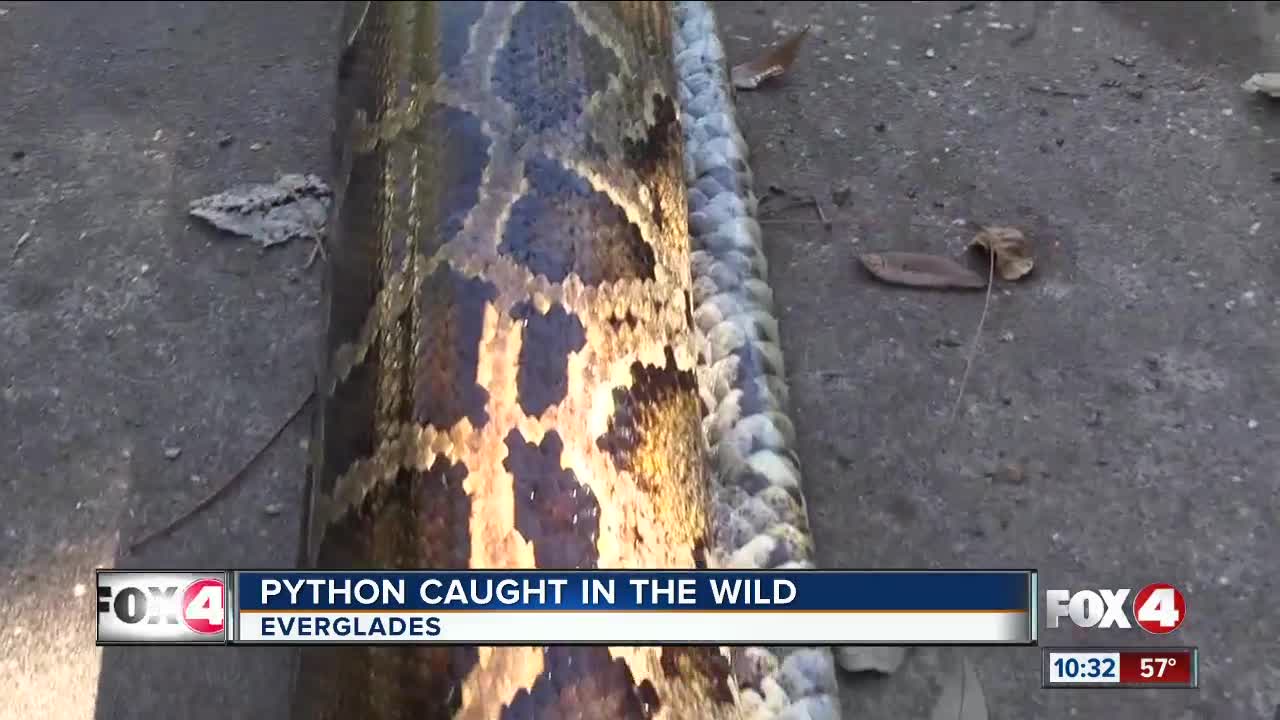 Trapper catches 18-foot Burmese python in the Everglades