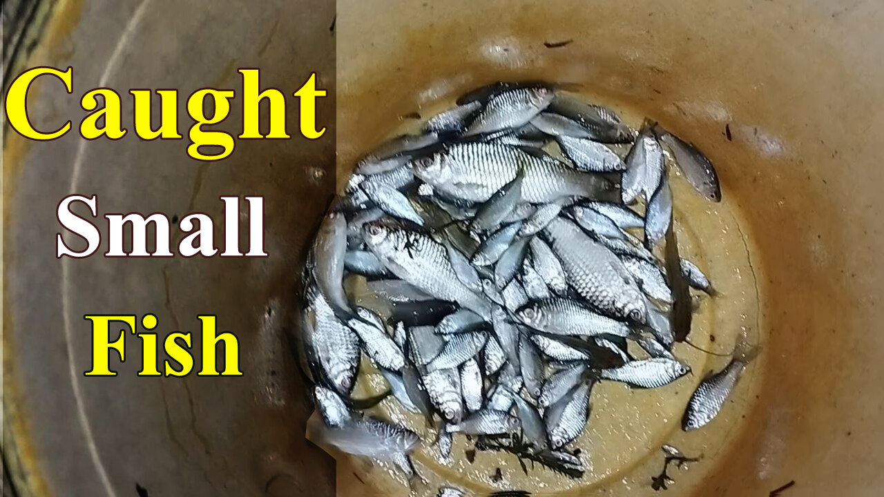 We caught many small fish in the river। Fishing and Cooking