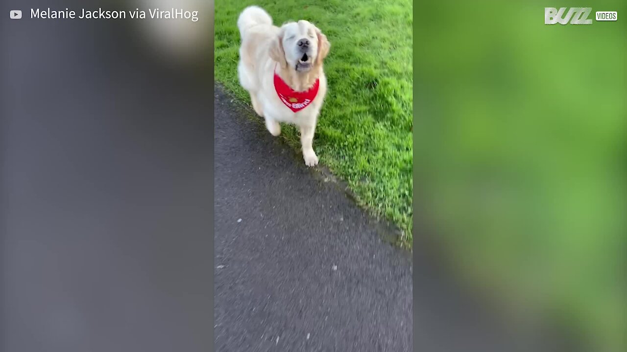 Cão cego ganha um novo guia super fofo