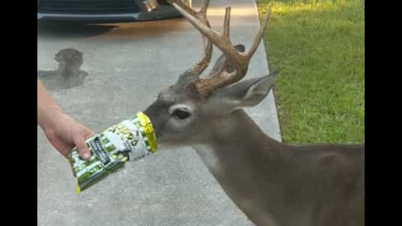 Un cerf s'invite à la réception d'un mariage