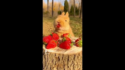 Cute animals eat fruits Милые зверята кушают фрукты