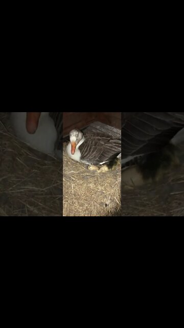 Goose hatching goslings