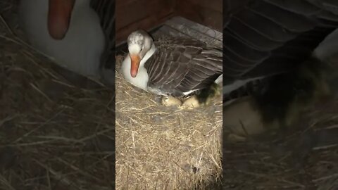 Goose hatching goslings