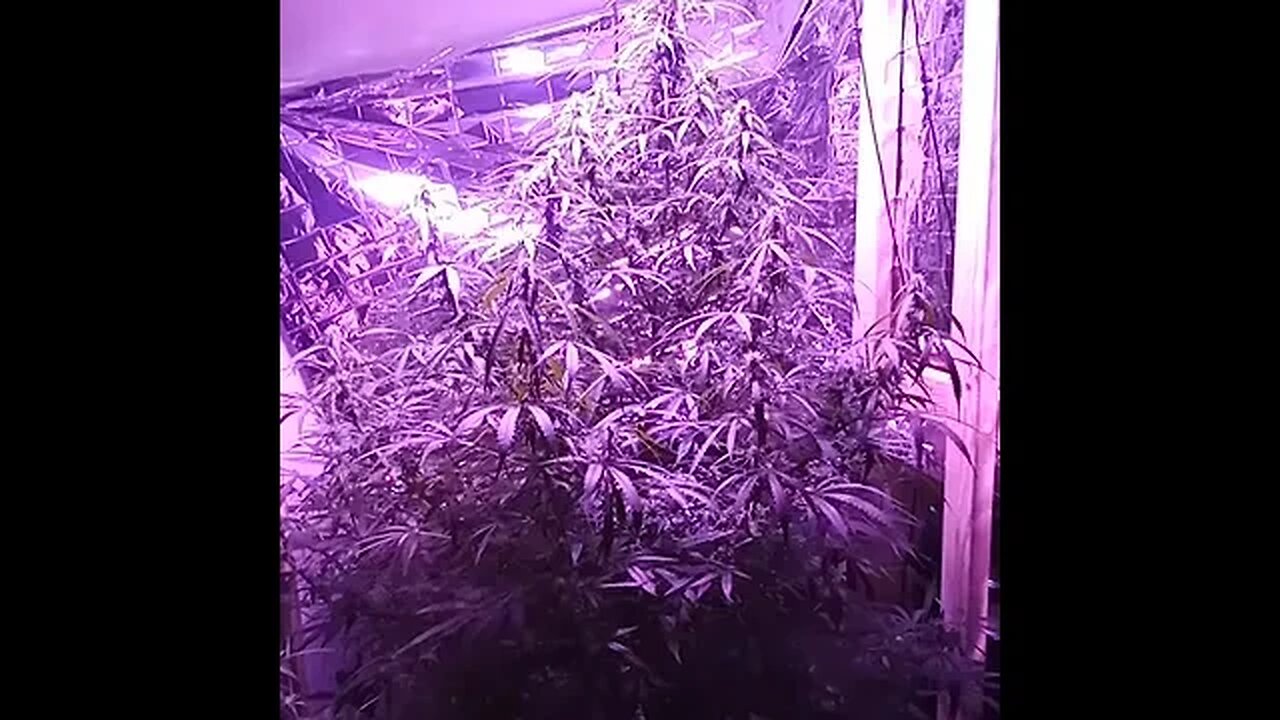 Seedsman Northern Lights Auto Day 58