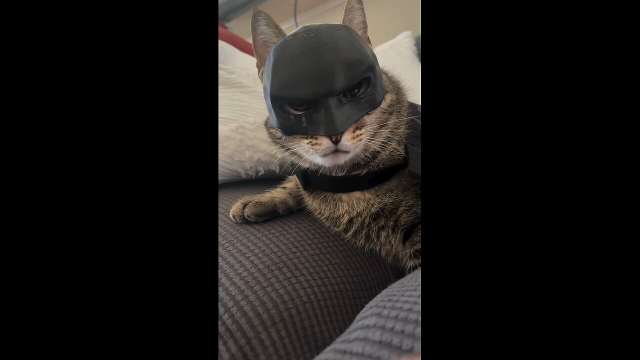 catman🙀