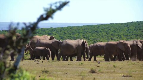 Members of an elephant family have very tight and loving relationships.