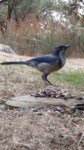 California Scrub-Jay 🐦Hillside Seed Surprise