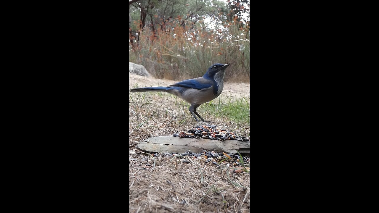 California Scrub-Jay 🐦Hillside Seed Surprise