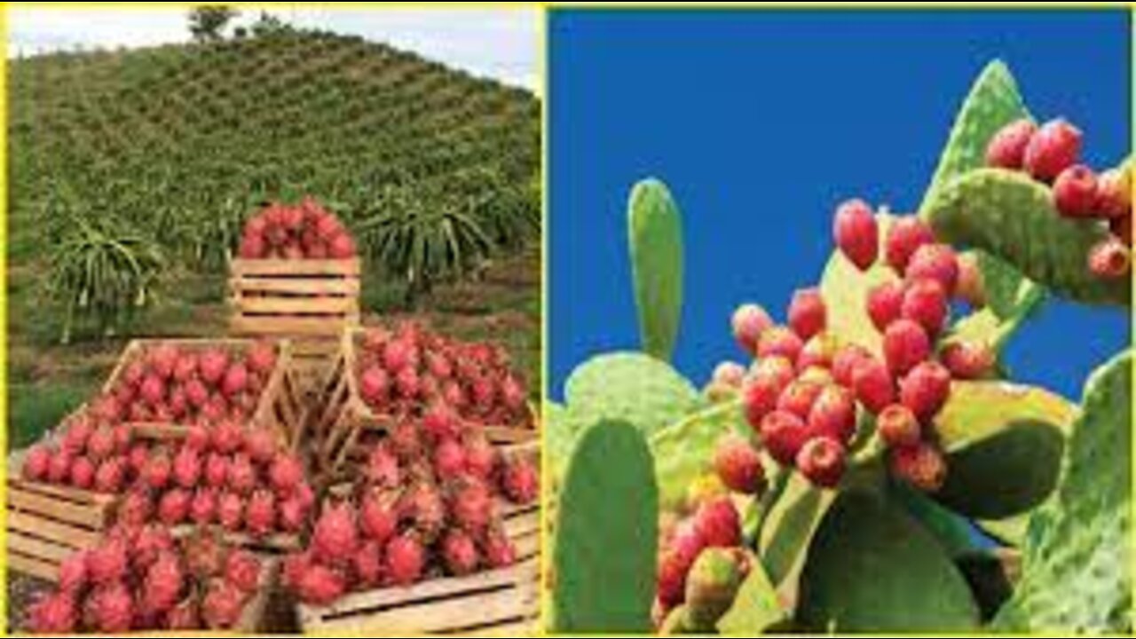 World Agriculture Technology - Dragon Fruit, Catus Pear Farming and Harvest - Fruit Farm in Desert_